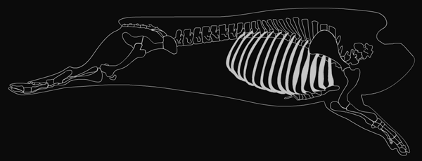 skeletal anatomy image